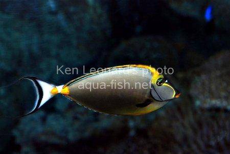 Orangespine Unicornfish, picture number 10