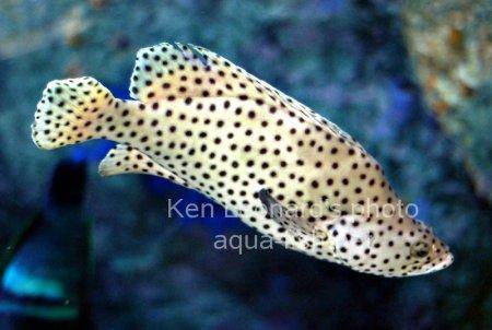 Panther Grouper picture no. 10