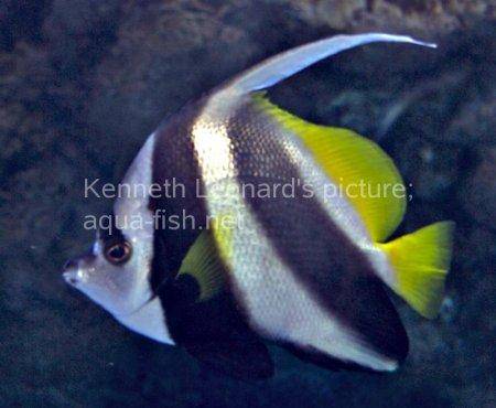 Pennant Coralfish, picture no. 6