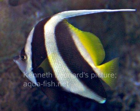 Pennant Coralfish, picture no. 7