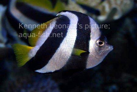 Pennant Coralfish, picture no. 10