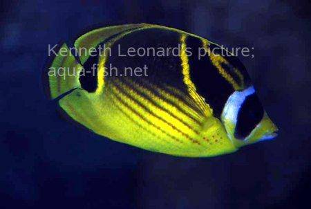 Raccoon Butterflyfish, picture no. 3