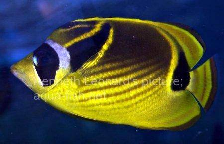 Raccoon Butterflyfish, picture no. 4