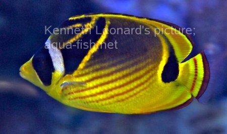 Raccoon Butterflyfish, picture no. 5