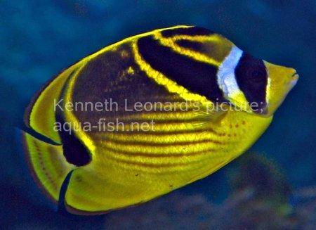 Raccoon Butterflyfish, picture no. 6