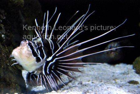 Radiata Lionfish, picture no. 5