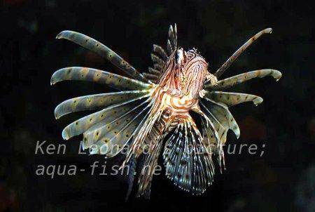 Red Lionfish, picture no. 10