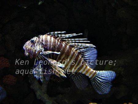 Red Lionfish, picture no. 19