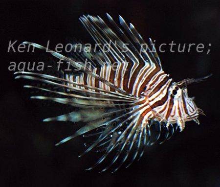 Red Lionfish, picture no. 20