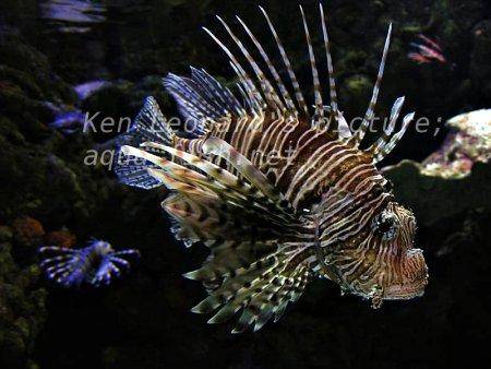 Red Lionfish, picture no. 21