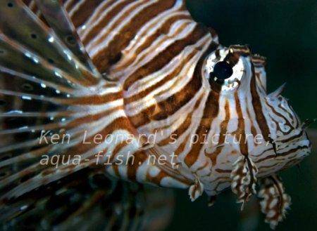 Red Lionfish, picture no. 23