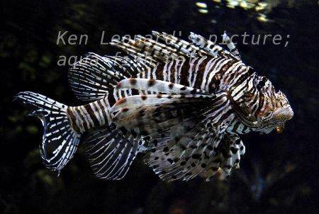 Red Lionfish, picture no. 25
