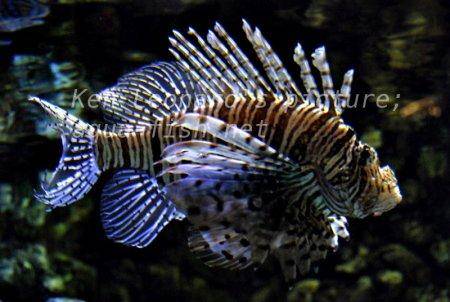 Red Lionfish, picture no. 26