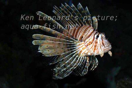 Red Lionfish, picture no. 27