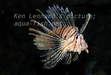 Red Lionfish, picture no. 11