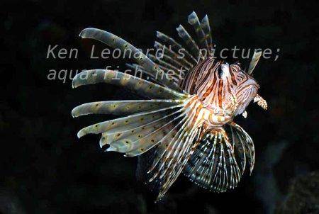 Red Lionfish, picture no. 29