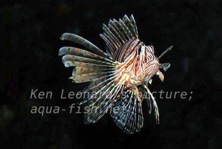 Red Lionfish, picture no. 30