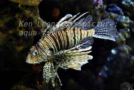 Red Lionfish, picture no. 31