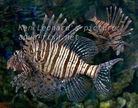 Red Lionfish, picture no. 12