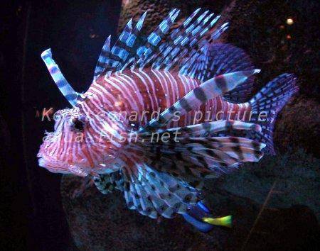 Red Lionfish, picture no. 13