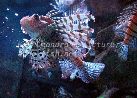 Red Lionfish, picture no. 14