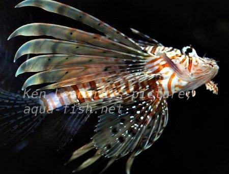 Red Lionfish, picture no. 15