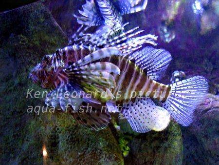 Red Lionfish, picture no. 16