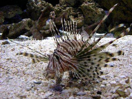 Red Lionfish, picture no. 18
