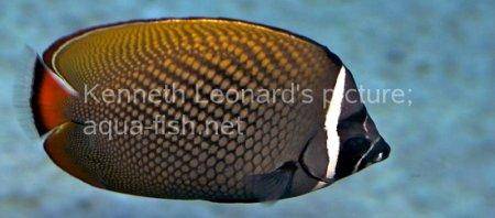 Redtail Butterflyfish, picture no. 2
