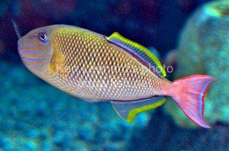 Redtail Triggerfish picture 4