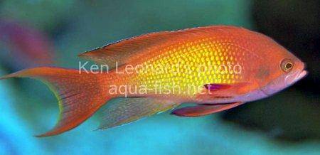 Sea Goldie picture 5