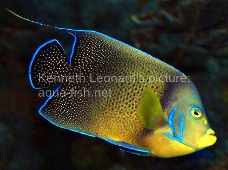 Pomacanthus Semicirculatus, picture 11