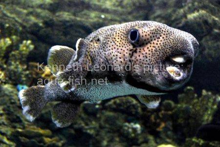 Spot-Fin Porcupinefish picture no. 7