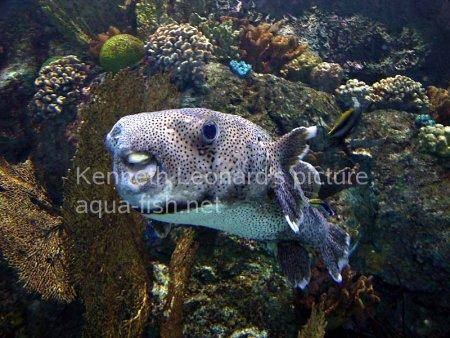Spot-Fin Porcupinefish picture no. 9