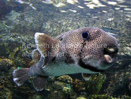 Spot-Fin Porcupinefish picture no. 11