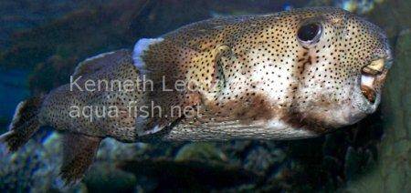 Spot-Fin Porcupinefish picture no. 12