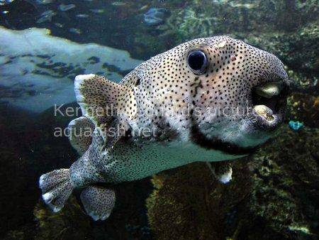 Spot-Fin Porcupinefish picture no. 13