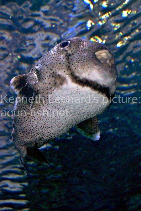 Spot-Fin Porcupinefish picture no. 15