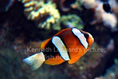 Three-Banded Anemonefish, picture 2