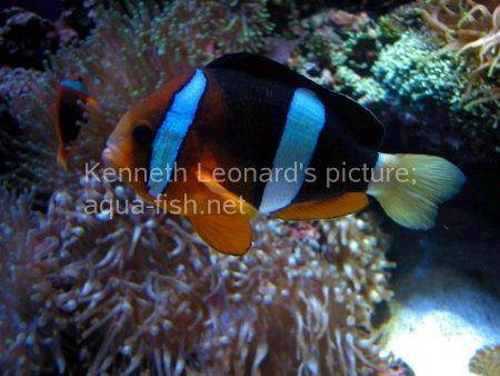 Three-Banded Anemonefish, picture 3