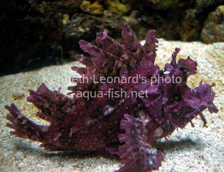 Weedy scorpionfish picture 1