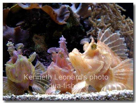 Weedy scorpionfish picture 11