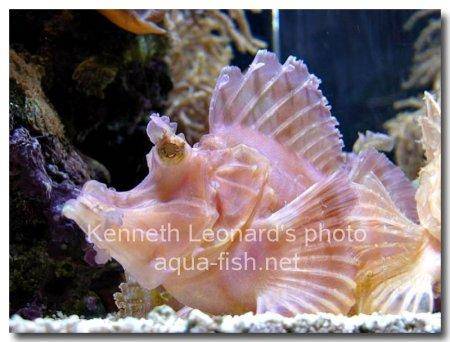 Weedy scorpionfish picture 12