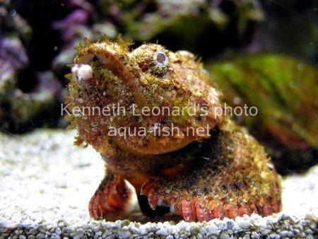 Weedy scorpionfish picture 2