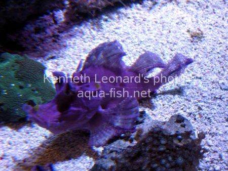 Weedy scorpionfish picture 3