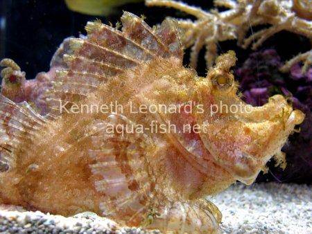 Weedy scorpionfish picture 4