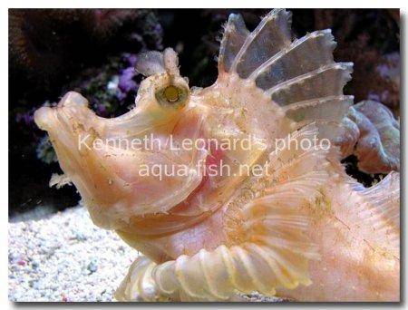Weedy scorpionfish picture 5