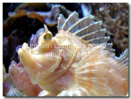 Weedy scorpionfish picture 7