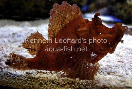 Weedy scorpionfish picture 8