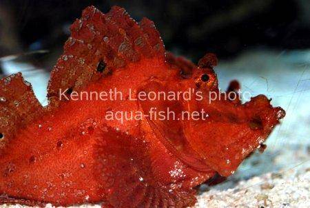Weedy scorpionfish picture 9